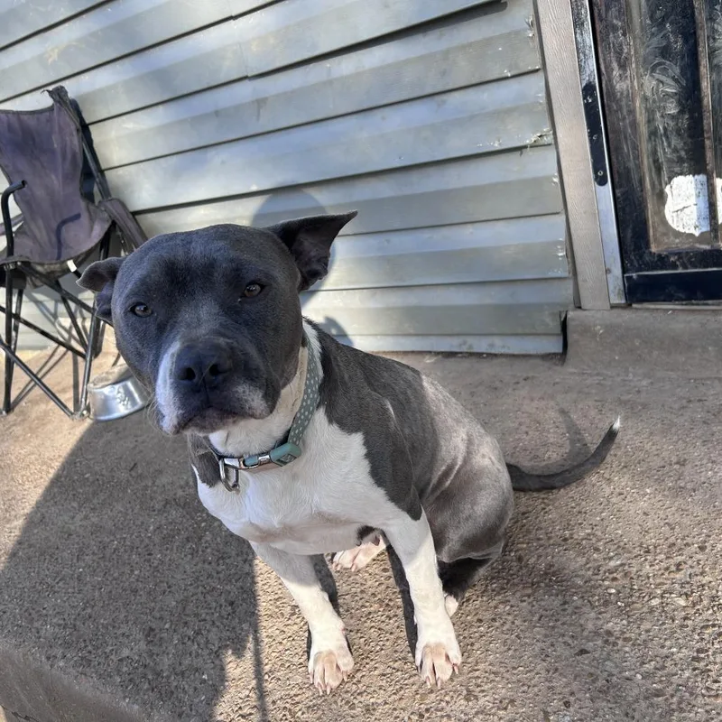 Cupcake Aka "teacup"