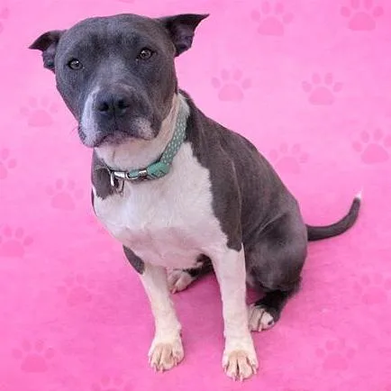 Cupcake Aka "teacup" thumbnail 3