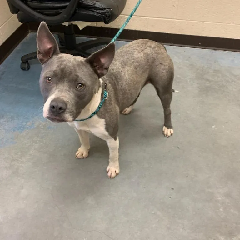 Cupcake Aka "teacup" thumbnail 4