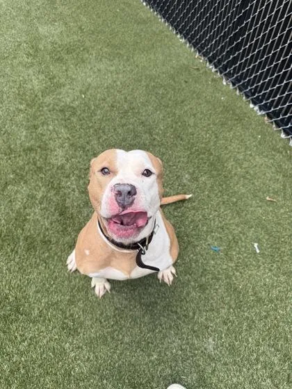 An adult large-sized male Mixed Breed dog named Bingleton for adoption in Lafayette, IN
