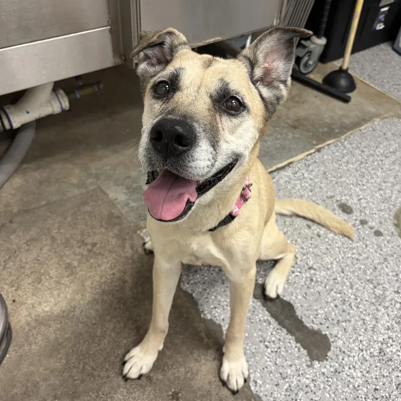 A senior medium-sized female Yellow / Tan / Blond / Fawn Labrador Retriever dog named Nala for adoption in Henderson, NV