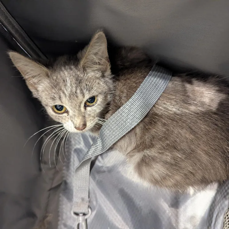 A baby small-sized female Gray / Blue / Silver Domestic Short Hair cat named Bread for adoption in Lynchburg, VA