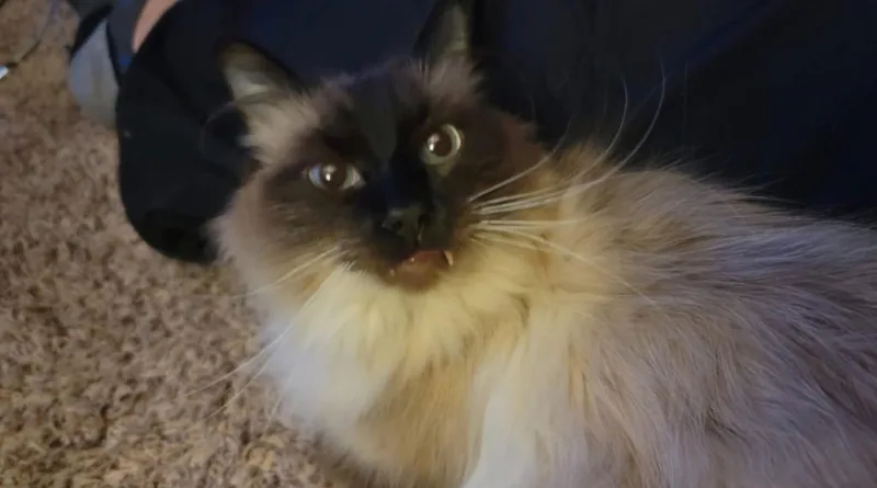 A senior medium-sized male Domestic Short Hair cat named Zyro for adoption in Salt Lake City, UT