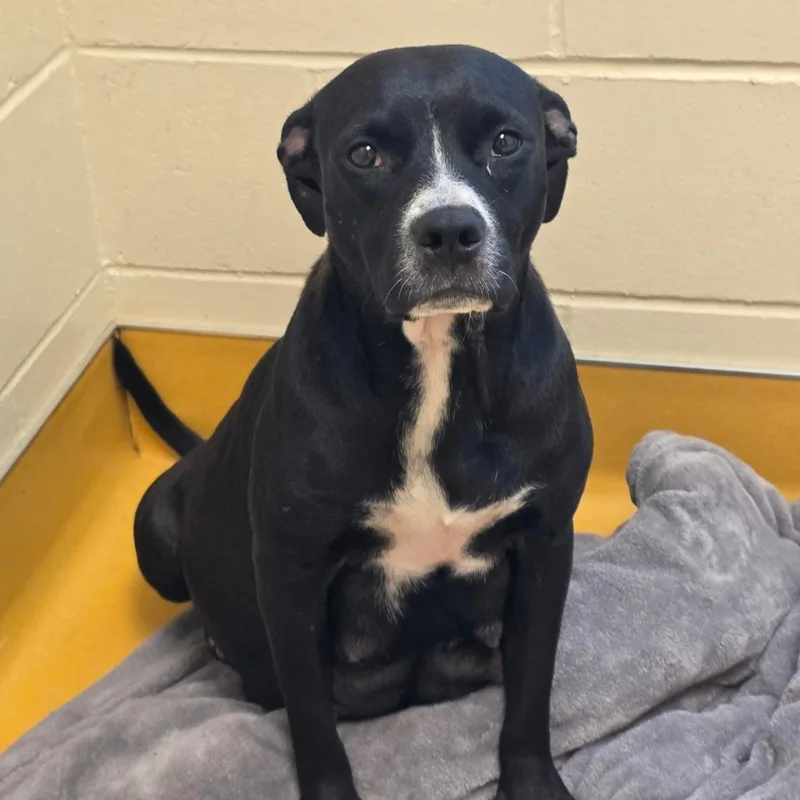 A young medium-sized female Black Mixed Breed dog named Susie for adoption in Norman, OK