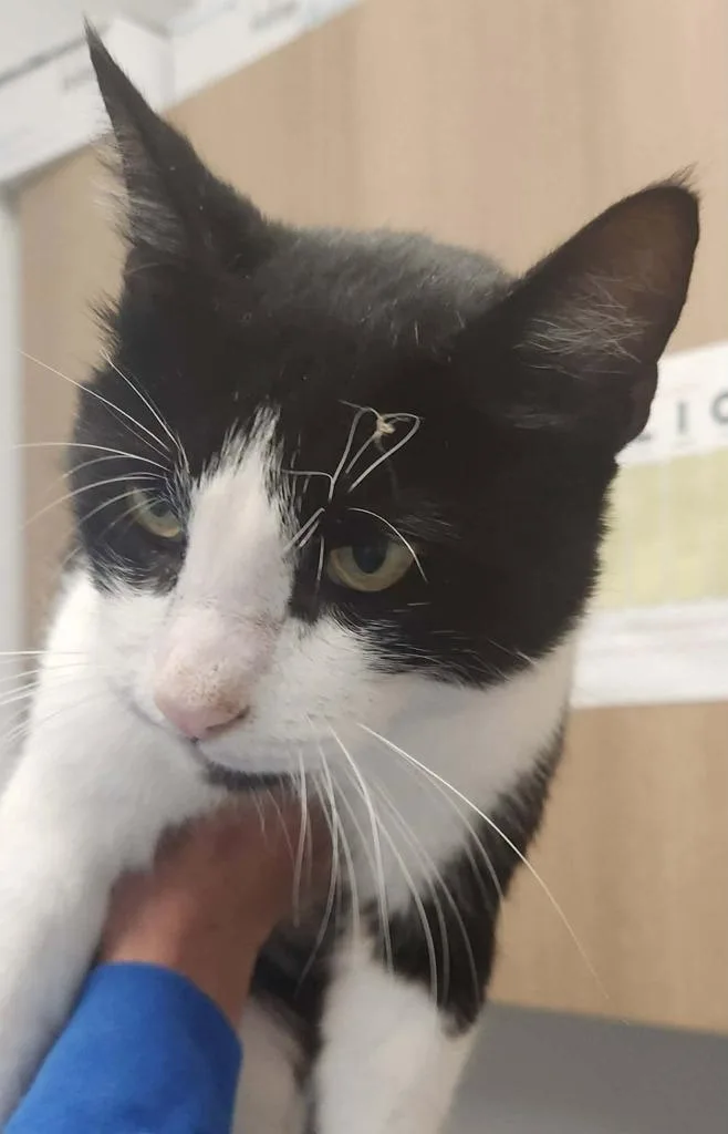 A young medium-sized male American Bobtail cat named Benton for adoption in Republic, MO