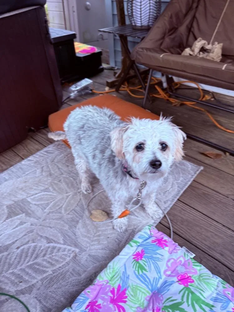 An adult small-sized female Gray / Blue / Silver Silky Terrier dog named Sadie for adoption in Middletown, CT