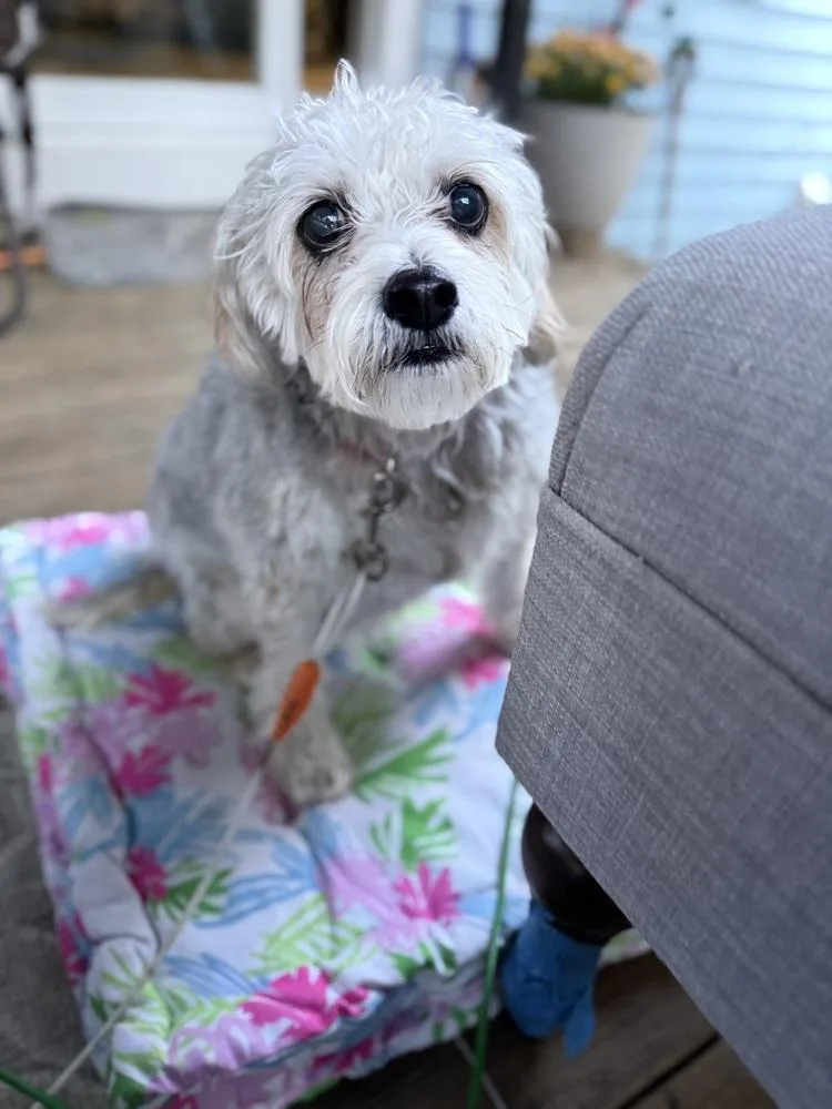 Sadie thumbnail 2