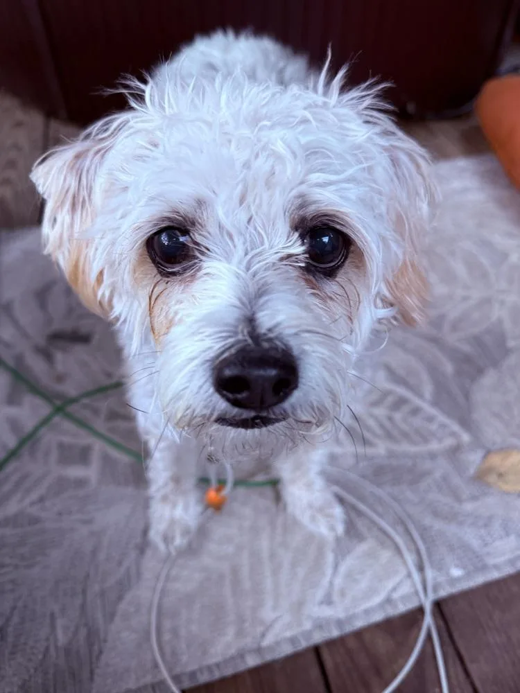 Sadie thumbnail 5