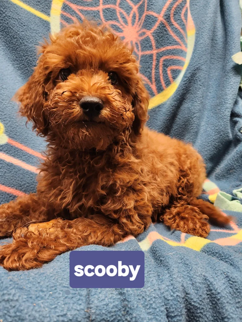 A baby small-sized male Red / Chestnut / Orange Cavapoo dog named Scooby for adoption in Smithfield, PA