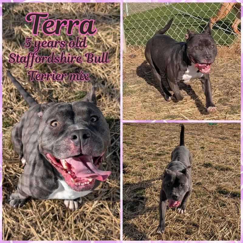 An adult medium-sized female Gray / Blue / Silver Pit Bull Terrier dog named Terra for adoption in Franklin, IN