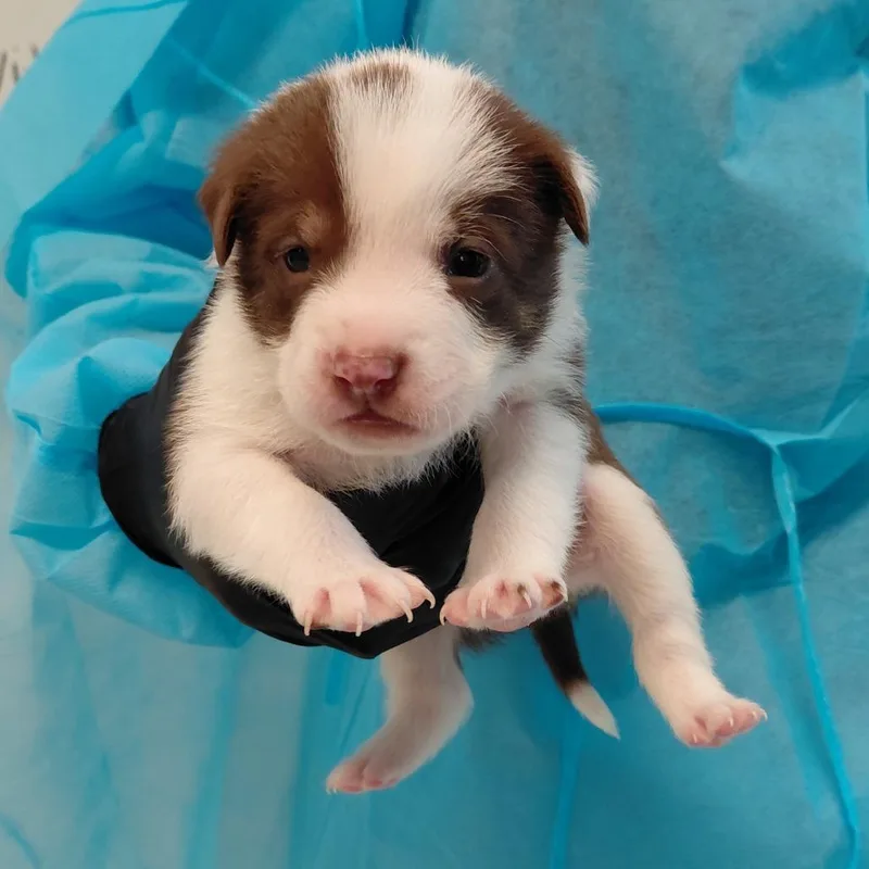 A baby medium-sized male Brown / Chocolate Mixed Breed dog named Arcturus for adoption in LOXAHATCHEE, FL