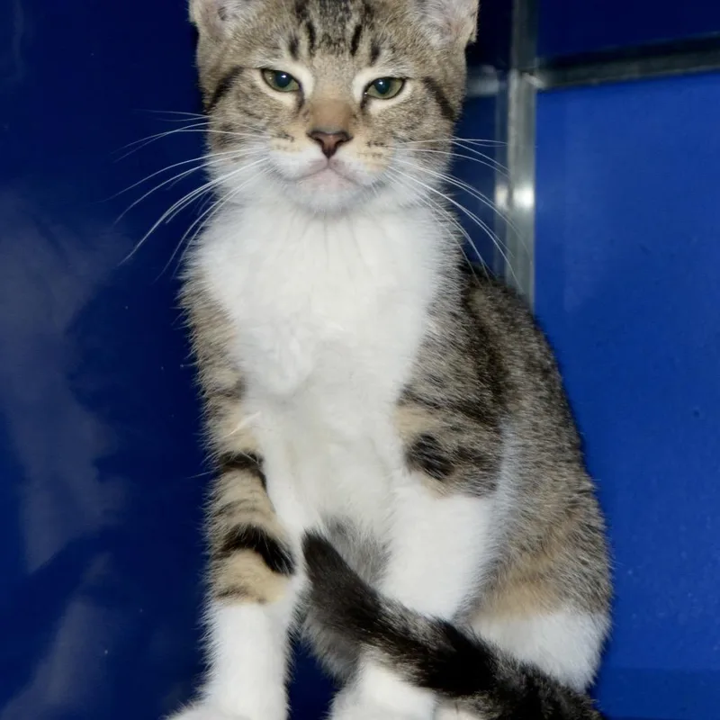 A baby small-sized male Brown / Chocolate Domestic Short Hair cat named David for adoption in Los Angeles, CA