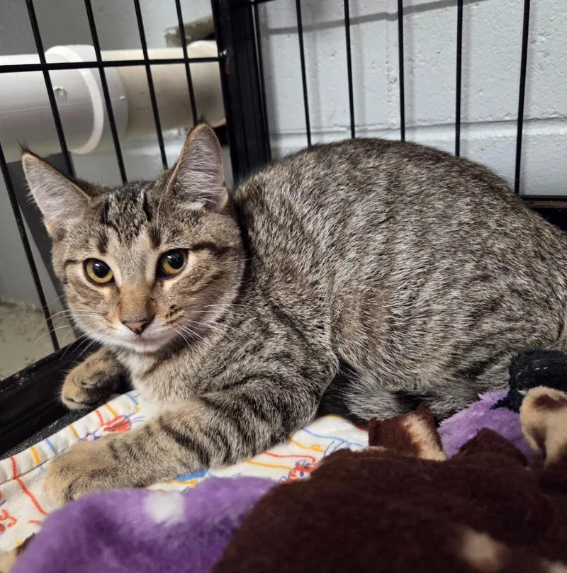 A baby small-sized male Domestic Short Hair cat named Peanut for adoption in Muskegon, MI