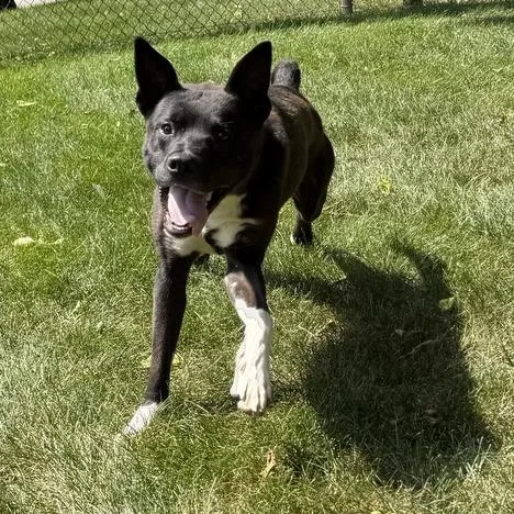 A young small-sized male Black Shepherd dog named Kyle for adoption in Dayton, OH