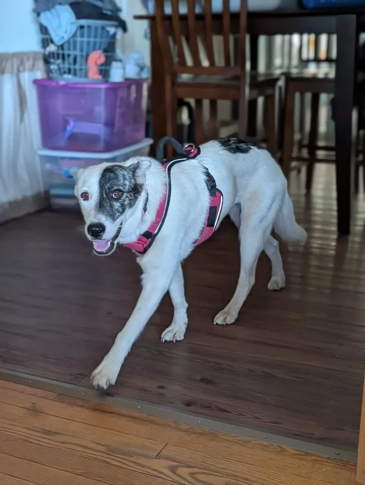 An adult medium-sized female Mixed Breed dog named Silver Chalis for adoption in Waunakee, WI