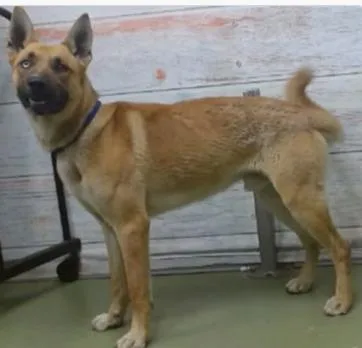 A young large-sized male German Shepherd Dog dog named Junior for adoption in Frazier Park, CA