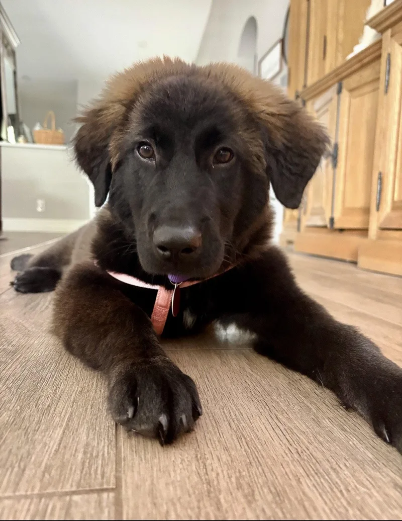 A baby medium-sized female Retriever dog named Carmella for adoption in Royal Palm Beach, FL