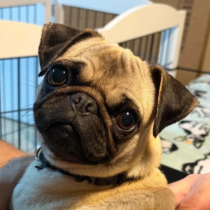 An adult small-sized female Pug dog named Presley for adoption in Sinking Spring, PA