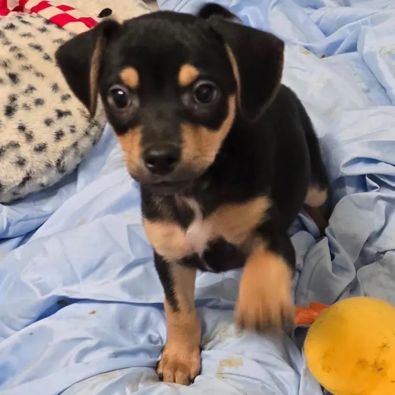 A baby medium-sized female Black Mixed Breed dog named Shelly for adoption in Wappingers Falls, NY