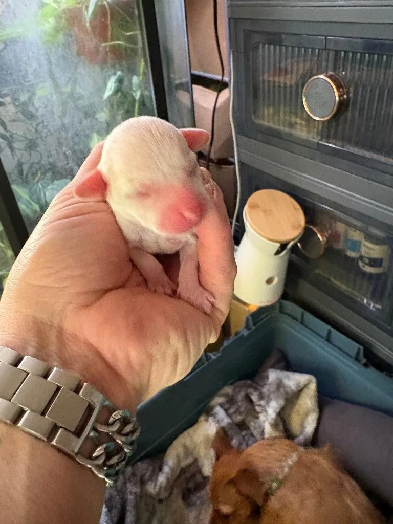 A baby small-sized female Chihuahua dog named Prawn for adoption in Reno, NV