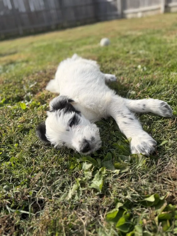 A baby large-sized male Tricolor (Brown, Black, & White) Labradoodle dog named Idaho : Preston for adoption in Aurora, IN