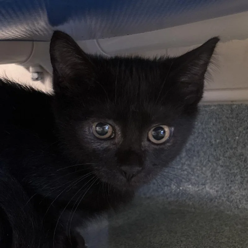 A baby small-sized male Black Domestic Short Hair cat named Fret for adoption in Naples, FL