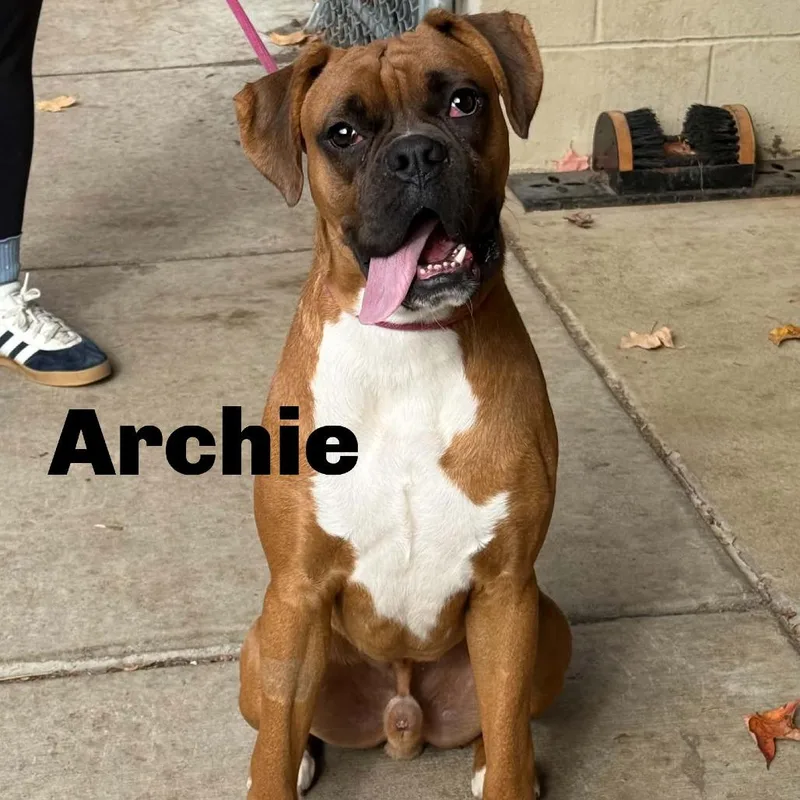 An adult large-sized male Red / Chestnut / Orange Boxer dog named Archie for adoption in Escanaba, MI