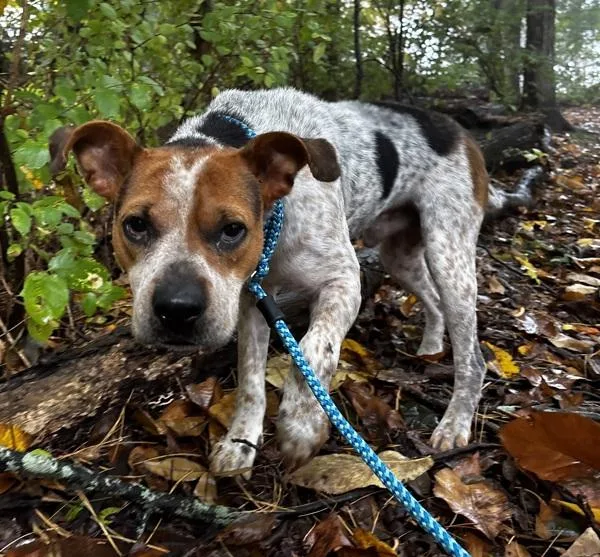 An adult large-sized male Australian Cattle Dog / Blue Heeler dog named Gaston for adoption in Stratham, NH