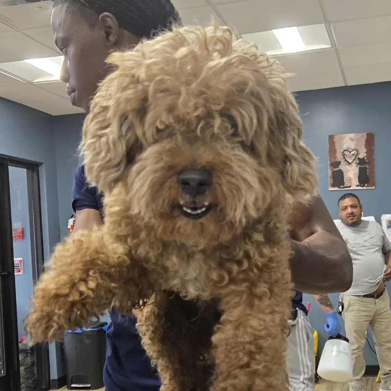 A young small-sized male Brown / Chocolate Miniature Poodle dog named Chocolate for adoption in Newark, NJ