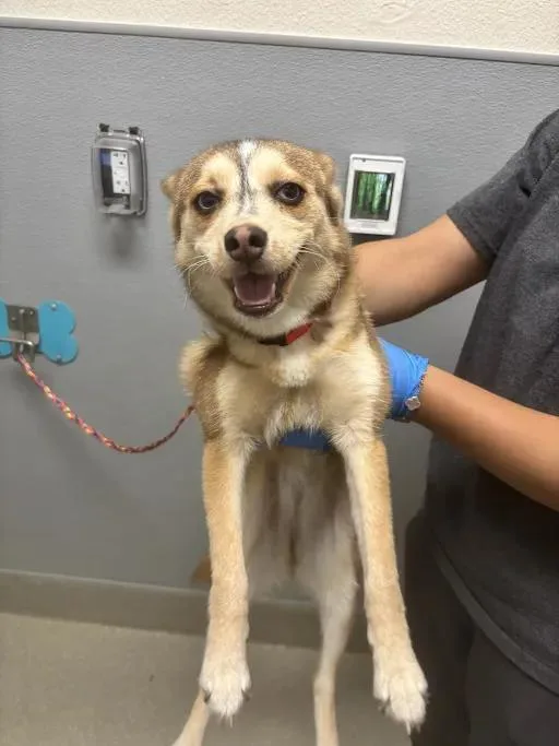 A young small-sized female Klee Kai dog named Funsize for adoption in Las Vegas, NV