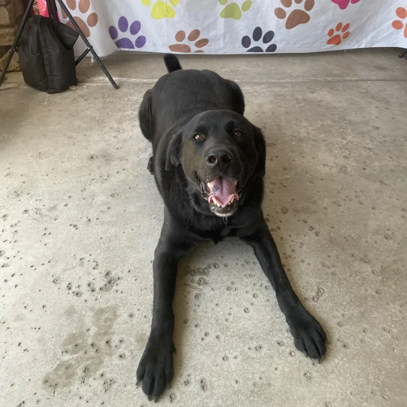 An adult medium-sized male Black Labrador Retriever dog named Hank for adoption in Gilbert, AZ