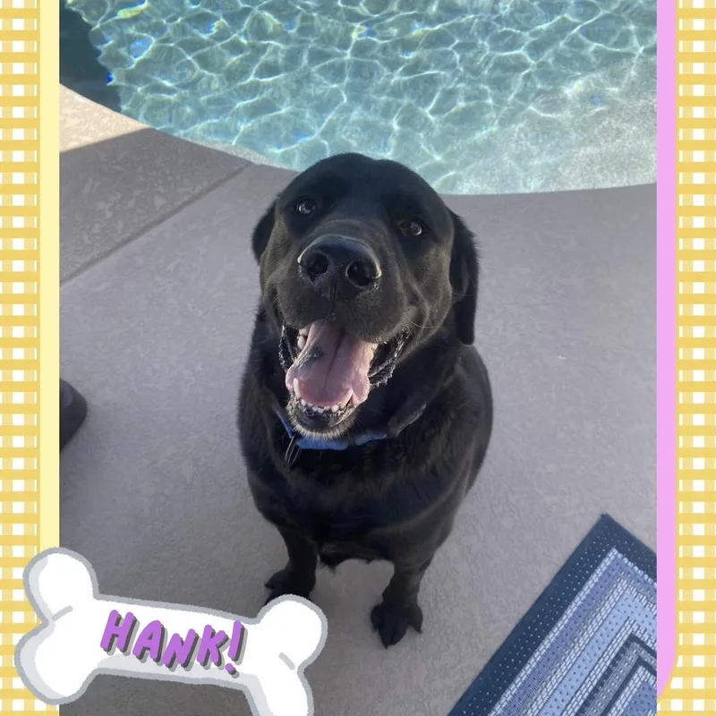 Hank thumbnail 2
