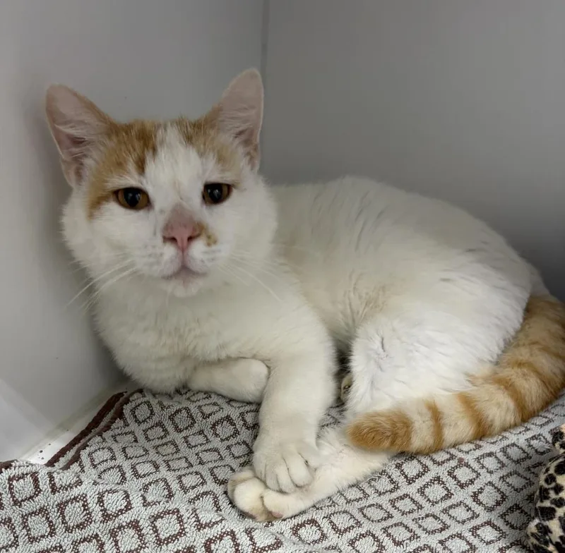 An adult medium-sized male Orange & White Domestic Short Hair cat named Parker for adoption in Rochester, IN