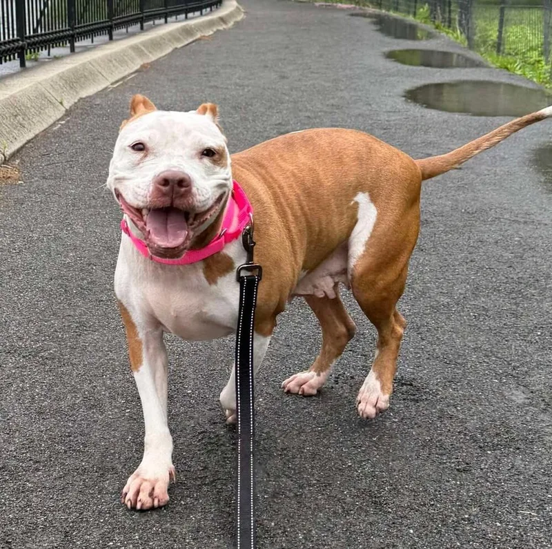 An adult medium-sized female American Staffordshire Terrier dog named Tilly for adoption in Long Island City, NY