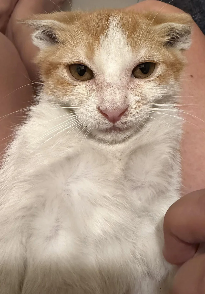 A baby medium-sized female Orange & White Domestic Short Hair cat named Magnolia for adoption in Charleston, SC