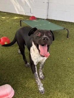 A young medium-sized female Mixed Breed dog named Bloom for adoption in Savannah, GA