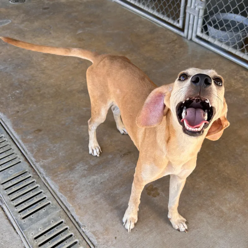 A young small-sized female Apricot / Beige Hound dog named Lux for adoption in The Colony, TX