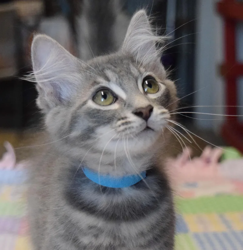 A baby medium-sized male Tabby (Gray / Blue / Silver) Domestic Long Hair cat named Clyde for adoption in Bulverde, TX