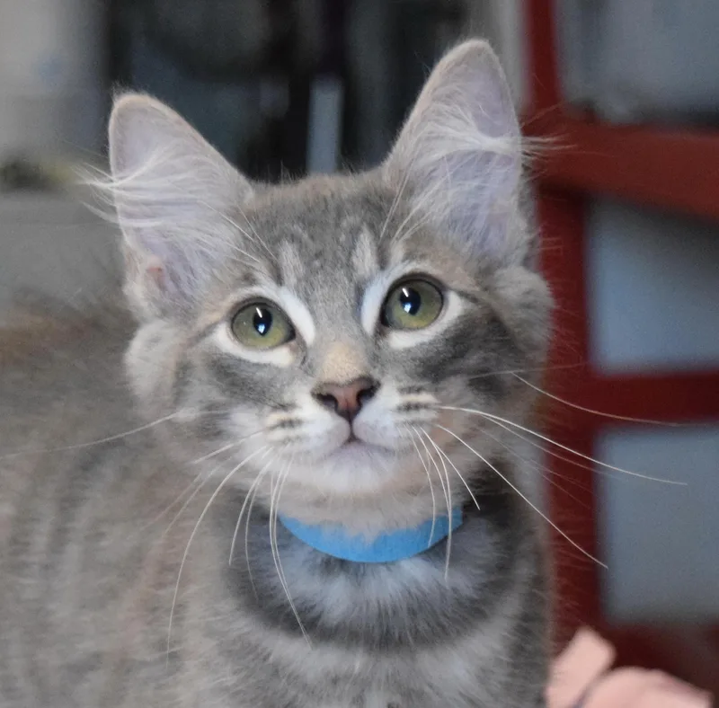 Clyde thumbnail 2