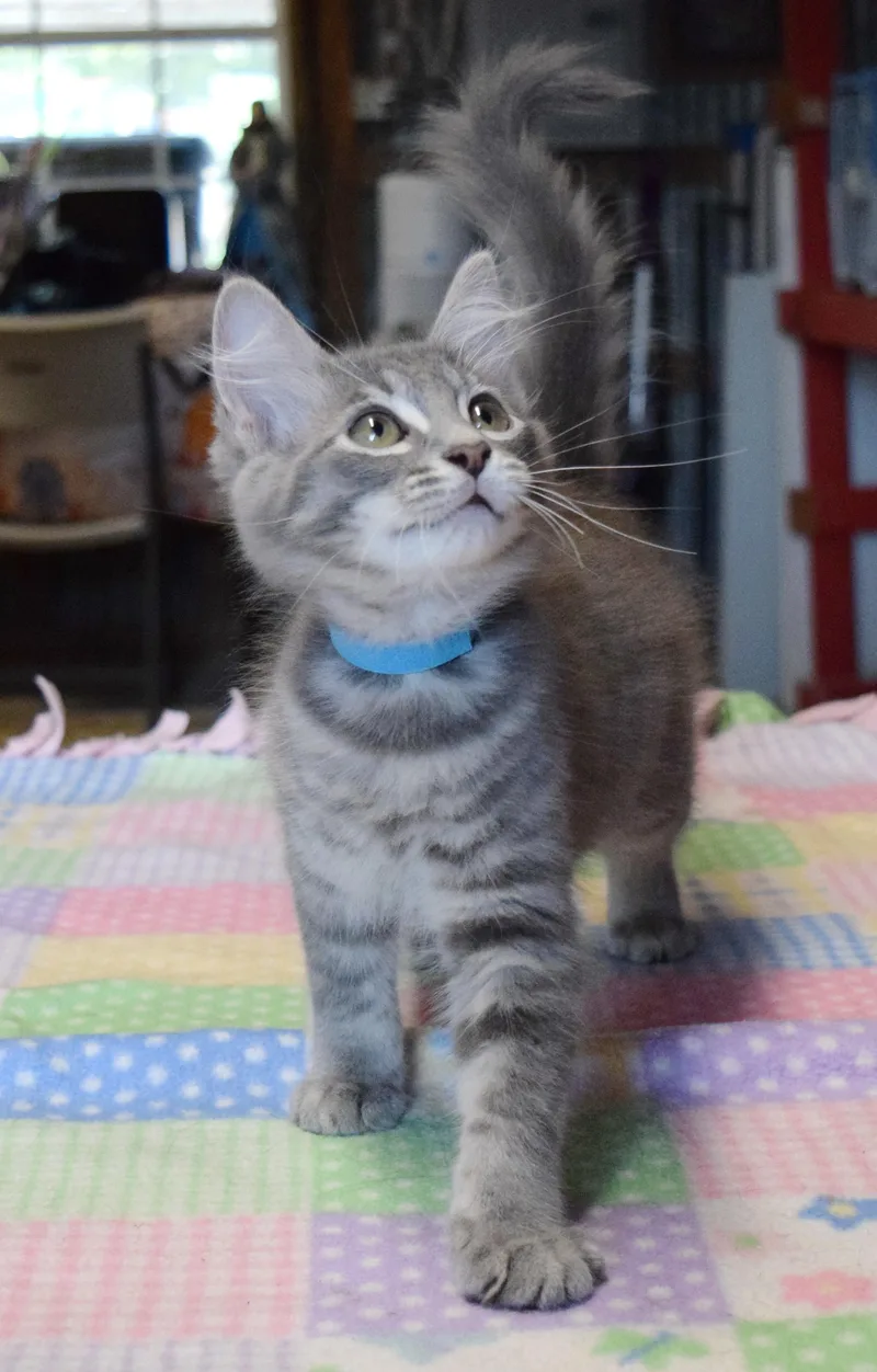 Clyde thumbnail 3