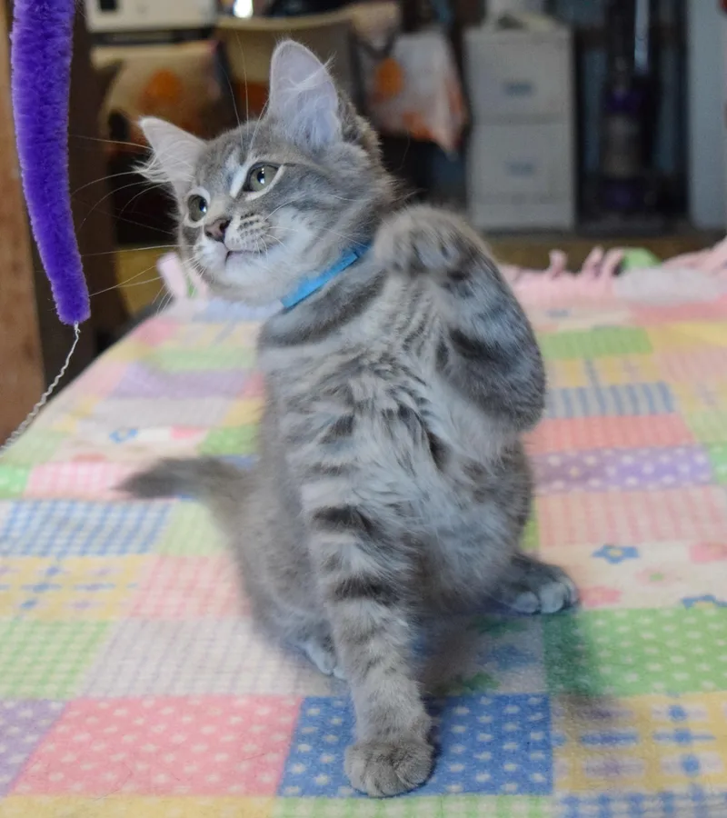 Clyde thumbnail 4