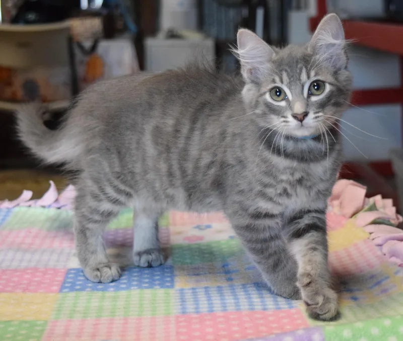 Clyde thumbnail 6