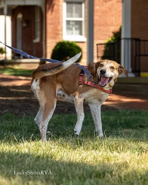 An adult large-sized female Tricolor (Brown, Black, & White) Foxhound dog named Purdy for adoption in Powhatan, VA