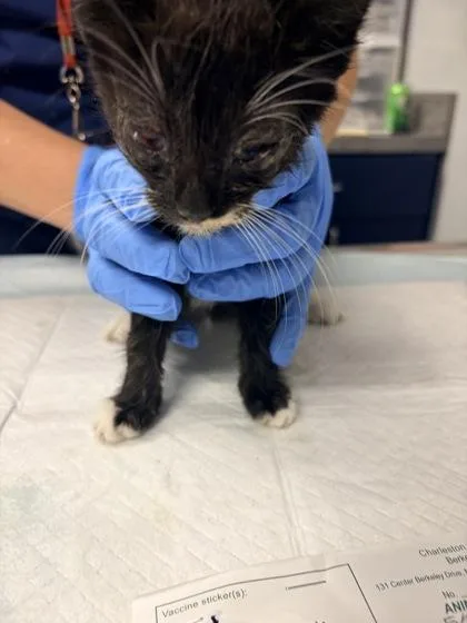 A young small-sized male Domestic Short Hair cat named B Cosmo for adoption in North Charleston, SC