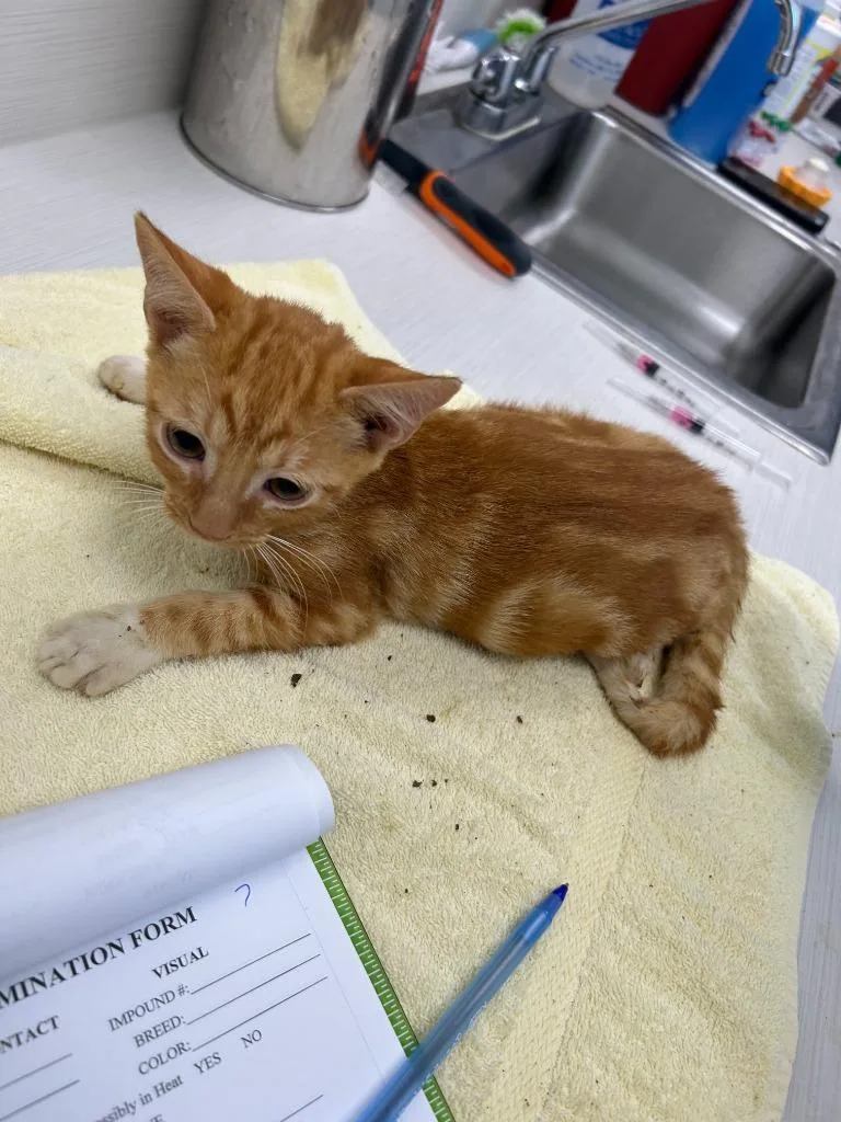 A baby large-sized male Domestic Short Hair cat named Miles for adoption in Oxford, NC