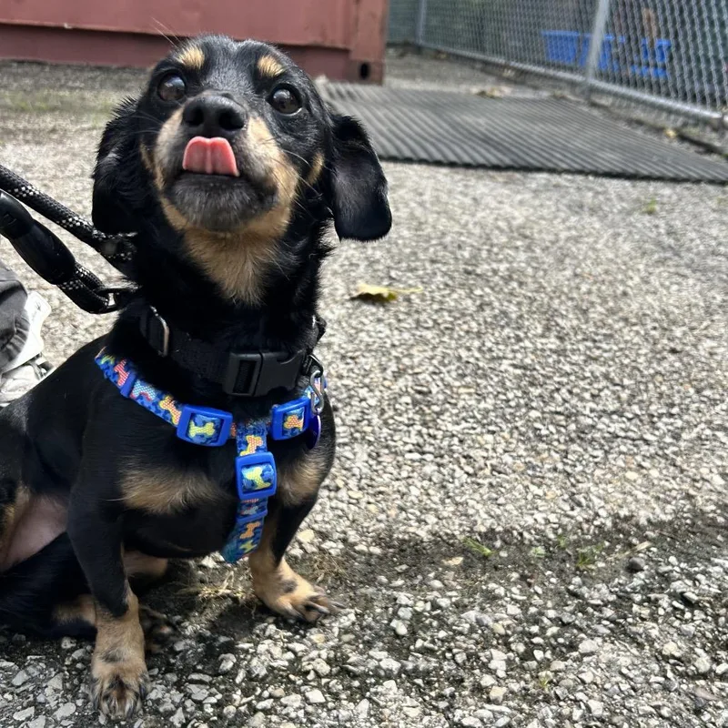 An adult small-sized female Black Dachshund dog named Wendy for adoption in Zanesville, OH