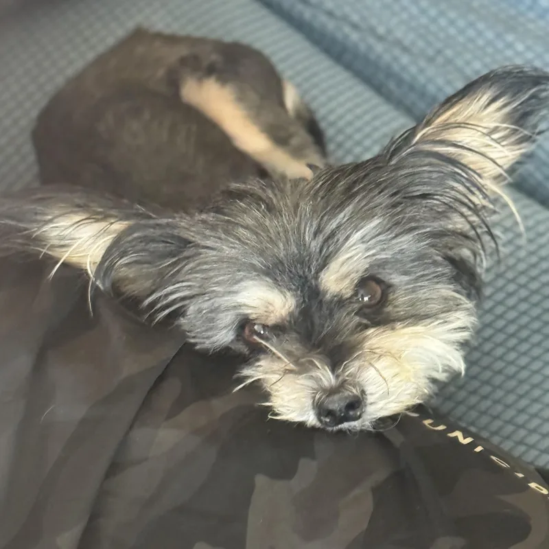 Mimi thumbnail 2