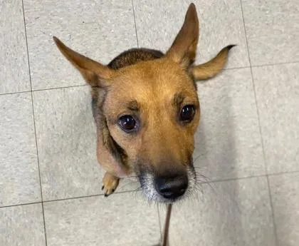 A baby medium-sized female Mixed Breed dog named Jazz for adoption in Hobart, IN