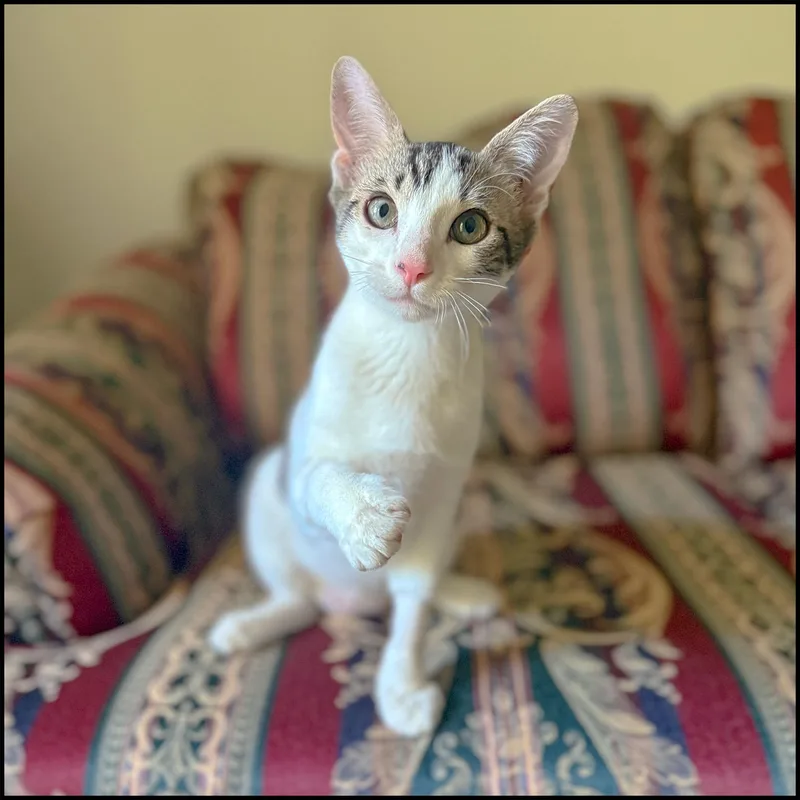 Olaf