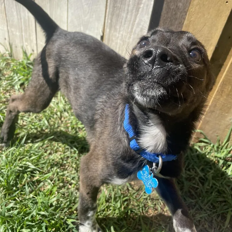 A baby small-sized male Black Cattle Dog dog named Harlowe for adoption in West Des Moines, IA